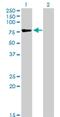 Testis Specific 10 antibody, H00080705-M08, Novus Biologicals, Western Blot image 