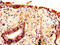 Aquaporin 4 antibody, CSB-PA11137A0Rb, Cusabio, Immunohistochemistry frozen image 