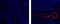 Actin Alpha 2, Smooth Muscle antibody, 50-9760-82, Invitrogen Antibodies, Immunofluorescence image 
