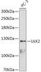 Unc-51 Like Autophagy Activating Kinase 2 antibody, GTX66347, GeneTex, Western Blot image 