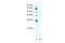 ADP Ribosylation Factor GTPase Activating Protein 2 antibody, 28-152, ProSci, Western Blot image 