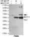 CREB Regulated Transcription Coactivator 1 antibody, GTX49232, GeneTex, Immunoprecipitation image 