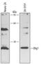 Oligodendrocyte Transcription Factor 1 antibody, MA5-23954, Invitrogen Antibodies, Western Blot image 
