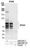 Spartin antibody, A305-376A, Bethyl Labs, Immunoprecipitation image 