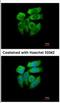 P21 (RAC1) Activated Kinase 1 antibody, NBP2-19680, Novus Biologicals, Immunofluorescence image 