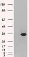 Mortality Factor 4 Like 2 antibody, MBS420051, MyBioSource, Western Blot image 