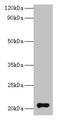 GM2 Ganglioside Activator antibody, LS-C212102, Lifespan Biosciences, Western Blot image 