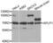 Amyloid Beta Precursor Like Protein 1 antibody, abx002045, Abbexa, Western Blot image 