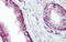 Ubiquitin Conjugating Enzyme E2 L3 antibody, 29-824, ProSci, Immunohistochemistry frozen image 