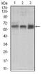 CD292 antibody, MA5-17036, Invitrogen Antibodies, Western Blot image 