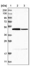 SH3 Domain Containing GRB2 Like 1, Endophilin A2 antibody, PA5-54424, Invitrogen Antibodies, Western Blot image 