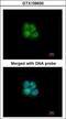 Basic Helix-Loop-Helix Family Member E40 antibody, GTX109630, GeneTex, Immunofluorescence image 