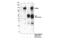 Melanoma Cell Adhesion Molecule antibody, 68706S, Cell Signaling Technology, Immunoprecipitation image 