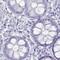 Oligodendrocyte Myelin Glycoprotein antibody, PA5-52972, Invitrogen Antibodies, Immunohistochemistry paraffin image 