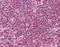 TIR Domain Containing Adaptor Protein antibody, orb86796, Biorbyt, Immunohistochemistry paraffin image 