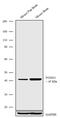 Forkhead Box G1 antibody, 702554, Invitrogen Antibodies, Western Blot image 