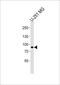 Regulatory Factor X4 antibody, PA5-49067, Invitrogen Antibodies, Western Blot image 