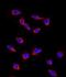 CD9 Molecule antibody, PA5-11559, Invitrogen Antibodies, Immunofluorescence image 