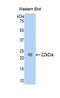 Fibroblast Growth Factor 13 antibody, LS-C304646, Lifespan Biosciences, Western Blot image 