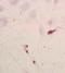 Enolase 2 antibody, orb11170, Biorbyt, Immunohistochemistry paraffin image 