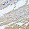 N-Ethylmaleimide Sensitive Factor, Vesicle Fusing ATPase antibody, 13-323, ProSci, Immunohistochemistry paraffin image 