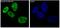 RNA Binding Fox-1 Homolog 3 antibody, M11954, Boster Biological Technology, Immunofluorescence image 