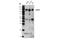 EPH Receptor A7 antibody, 64801S, Cell Signaling Technology, Western Blot image 