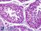 Telomeric Repeat Binding Factor 1 antibody, LS-C141755, Lifespan Biosciences, Immunohistochemistry frozen image 