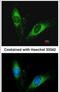 Serpin Family A Member 5 antibody, PA5-29831, Invitrogen Antibodies, Immunofluorescence image 