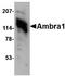 Autophagy And Beclin 1 Regulator 1 antibody, AP22676PU-N, Origene, Western Blot image 