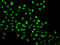 High Mobility Group 20A antibody, LS-C346329, Lifespan Biosciences, Immunohistochemistry frozen image 