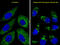 Cysteine protease ATG4D antibody, abx025263, Abbexa, Immunocytochemistry image 