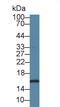 Small Ubiquitin Like Modifier 2 antibody, abx131167, Abbexa, Western Blot image 