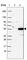 Eukaryotic Translation Initiation Factor 2B Subunit Gamma antibody, HPA024219, Atlas Antibodies, Western Blot image 