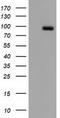 CUB Domain Containing Protein 1 antibody, LS-C172514, Lifespan Biosciences, Western Blot image 