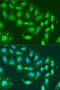 MutL Homolog 3 antibody, 23-190, ProSci, Immunofluorescence image 