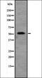 Septin 10 antibody, orb335068, Biorbyt, Western Blot image 