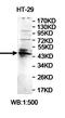 A-Kinase Anchoring Protein 5 antibody, orb77867, Biorbyt, Western Blot image 