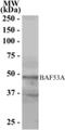 Actin Like 6A antibody, NB100-1421, Novus Biologicals, Western Blot image 