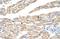 Protein canopy homolog 3 antibody, A10971, Boster Biological Technology, Immunohistochemistry paraffin image 