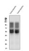 Solute Carrier Family 2 Member 1 antibody, M00163-1, Boster Biological Technology, Western Blot image 