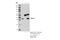 Sprouty RTK Signaling Antagonist 2 antibody, 14954S, Cell Signaling Technology, Western Blot image 