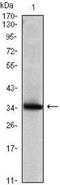 Secretoglobin Family 2A Member 2 antibody, NBP1-51671, Novus Biologicals, Western Blot image 