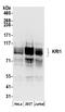 KRI1 Homolog antibody, A304-640A, Bethyl Labs, Western Blot image 