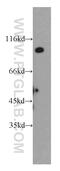 Unc-5 Netrin Receptor A antibody, 20239-1-AP, Proteintech Group, Western Blot image 