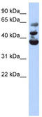 NOP2/Sun RNA Methyltransferase 3 antibody, TA346815, Origene, Western Blot image 