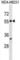 Septin 10 antibody, abx029892, Abbexa, Western Blot image 