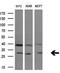 Granzyme B antibody, M00353, Boster Biological Technology, Western Blot image 