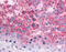 PRP antibody, 51-570, ProSci, Immunohistochemistry paraffin image 