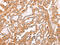 Calponin 3 antibody, CSB-PA777001, Cusabio, Immunohistochemistry frozen image 